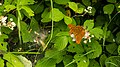 * Nomination A silver-washed fritillary (Argynnis paphia) on a flower in the nature reserve Südlicher Bliesgau/Auf der Lohe --DavidJRasp 10:17, 19 February 2022 (UTC) * Promotion  Support Good quality. --King of Hearts 00:48, 27 February 2022 (UTC)