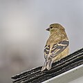 * Nomination American goldfinch, South Meadows Trail, East Hartford, Connecticut. --Pdanese 13:00, 15 October 2023 (UTC) * Promotion  Support Just OK; looking away --Charlesjsharp 17:20, 15 October 2023 (UTC)