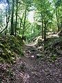 Forêt de Carnoët : le "Chemin du Roi".