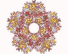 Modello tridimensionale dell'enzima