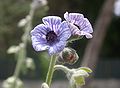 Ilsien il-kelb Cynoglossum creticum