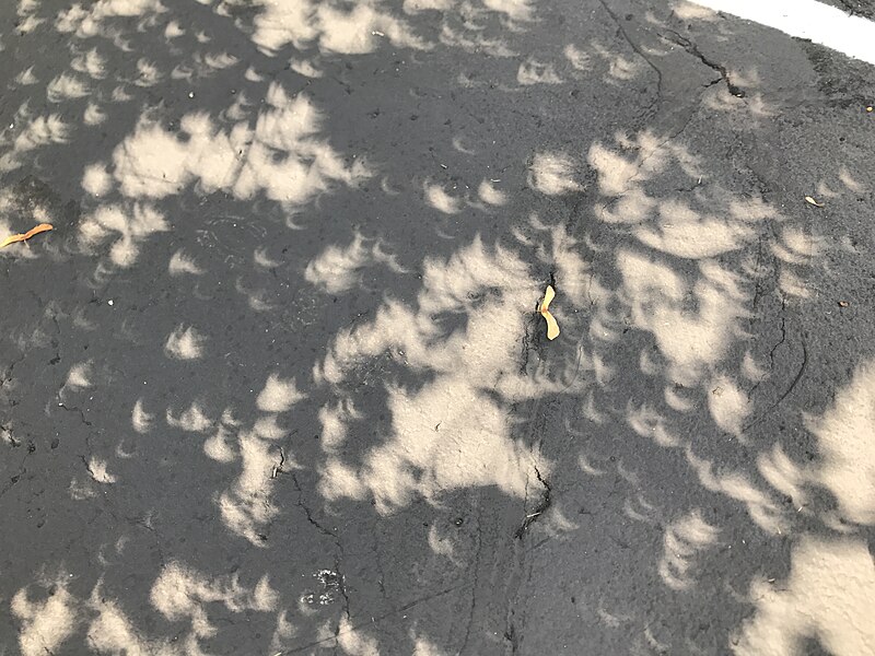 File:8-21-17 Eclipse tree shadows in Pittsburgh, Pennsylvania.jpg