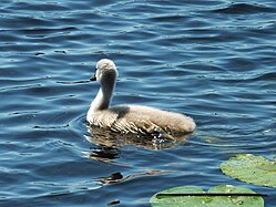 Cygnus olor of Naturschutzgebiet Federsee