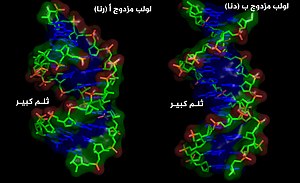 ABhelices ar.jpg