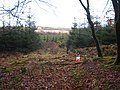 A forest ride in Morecombe Plantation - geograph.org.uk - 1801434.jpg
