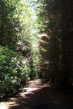 A woodland walk at Brodie Castle - geograph.org.uk - 476742