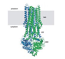 Structure of an ABC exporter: Sav1866 with bound nucleotide (PDB: 2onj ) Abc-sav.jpg