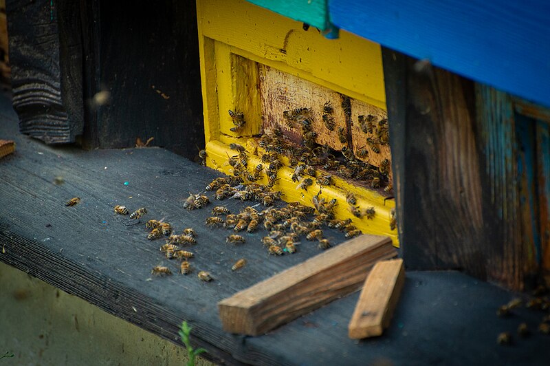File:Abeilles à l'entrée de la ruche à l'Écomusée d'Alsace.jpg