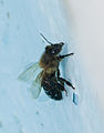 * Nomination Bee (Apis mellifera) in the water, Setubal, Portugal --Poco a poco 17:37, 26 July 2012 (UTC) * Decline Too small, blurred, blue color bias --Kreuzschnabel 04:10, 27 July 2012 (UTC)