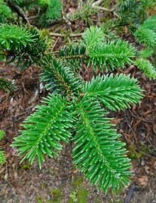 Zweig von Abies forrestii var. georgei