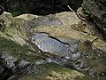 Above Ash Cave Falls (Hocking Hills, Ohio, USA) 6 (34857607606).jpg