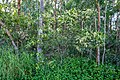 Acacia penninervis inflorescences, 7th Brigade Park, Chermside, Queensland.