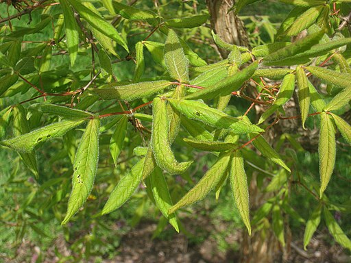 Acer triflorum, Arnold Arboretum - IMG 5931