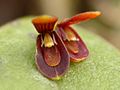 Acianthera micrantha