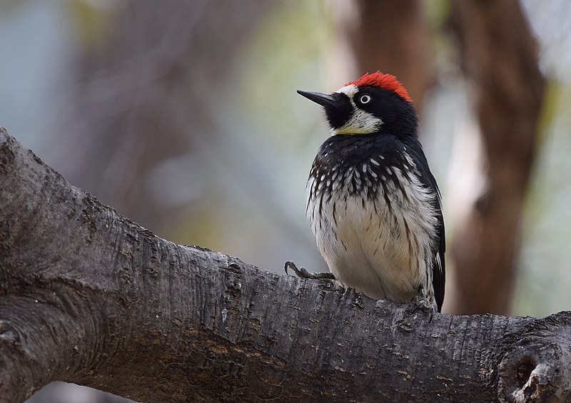 File:Acorn Woodpecker (34016970736).jpg