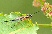 Acropimpla pictipes Acropimpla.pictipes2.-.lindsey.jpg