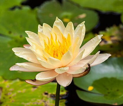 Nenúfar-branco (Nymphaea alba) em um jardim público na Cidade de Ho Chi Minh, Vietnã. (definição 4 336 × 3 744)