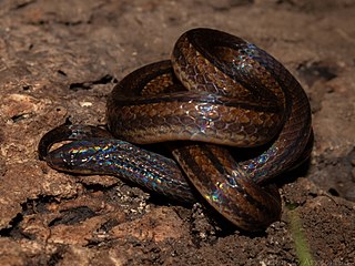 <i>Adelphicos visoninum</i> Species of snake