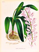 Aerides augustiana