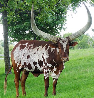 <span class="mw-page-title-main">Ankole-Watusi</span> American breed of cattle