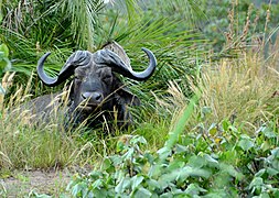 African Buffalo (Syncerus caffer subsp. caffer), iSimangaliso Wetland Park.jpg