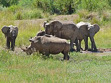 Elefanti e rinoceronti bianchi, al Pilanesberg National Park