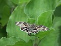 African Marbled Skipper2 (UP).jpg