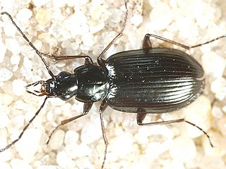 <i>Agonum fuliginosum</i> Species of beetle