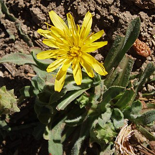 <i>Agoseris retrorsa</i> Species of flowering plant