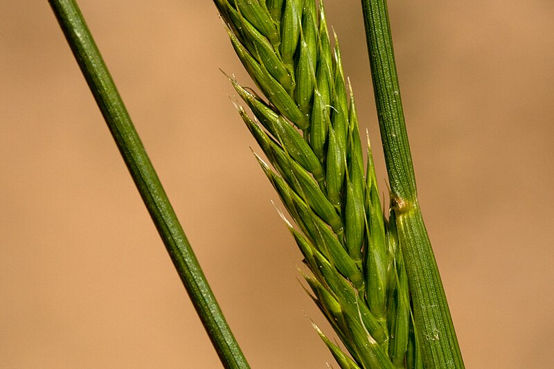 File:Agropyron cristatum - Flickr - aspidoscelis.jpg