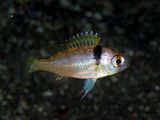 <i>Parascolopsis eriomma</i> Species of fish