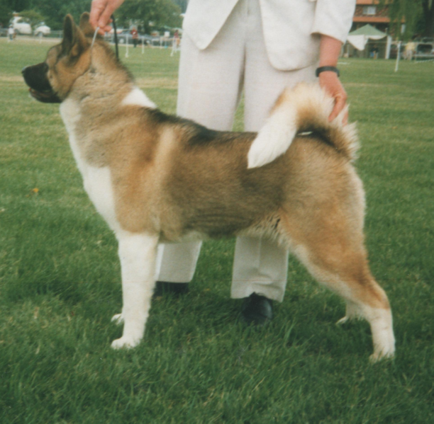 File:Akita female.png