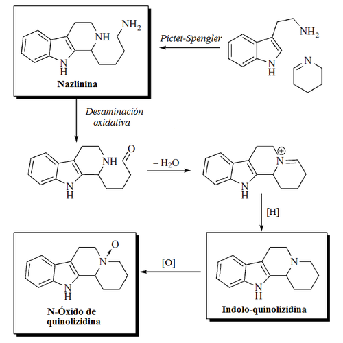 Nitraria.png'den indol karbolin alkaloidleri