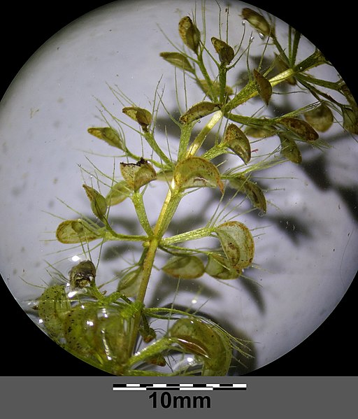 File:Aldrovanda vesiculosa sl17.jpg