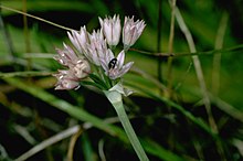 Allium hickmanii (лук Хикмана) (5725111146) .jpg