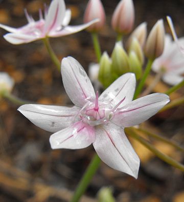 Allium hyalinum