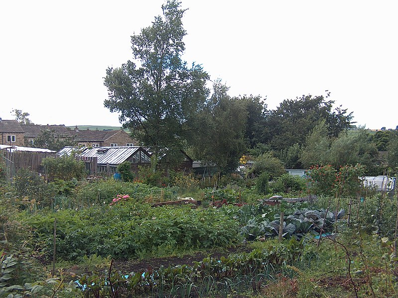 File:Allotments in Haworth - geograph.org.uk - 2008725.jpg