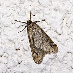 March moth Alsophila.aescularia.7551.jpg