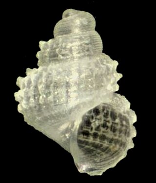 <i>Alvania lamellata</i> Species of gastropod