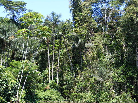 יער גשם טרופי באמזונאס.
