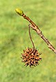 * Nomination 1 new leaf bud and underneath a seed box of one Liquidambar styraciflua ( Liquidambar styraciflua ). --Famberhorst 05:58, 12 June 2020 (UTC) * Promotion  Support Good quality. --George Chernilevsky 06:31, 12 June 2020 (UTC)