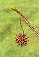 1 nieuwe bladknop en daaronder een zaaddoos van een Amberboom (Liquidambar styraciflua).