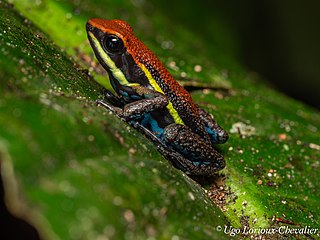 <span class="mw-page-title-main">Cainarachi poison frog</span> Species of amphibian