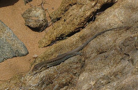 Ameiva exsul