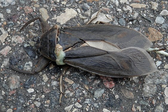 American Giant Water Bug (Lethocerus americanus)