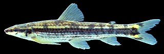 <span class="mw-page-title-main">Ammocryptocharax</span> Genus of fishes
