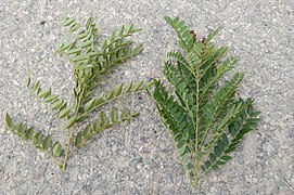 rameau de Glycyrrhiza glabra (à gauche) et Amorpha fruticosa (à droite). Amorpha fruticosa a 5-12 paires de folioles, et ceux-ci ont des glandes translucides ; Glycyrrhiza glabra a 4-8 paires de folioles et ceux-ci n'ont pas de glande. photo prise en Camargue.