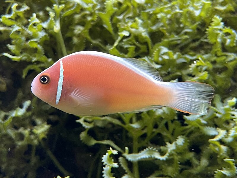 File:Amphiprion sandaracinos Minatoyama2.jpg