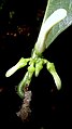 Amphirrhox longifolia (St. Hilaire) Spreng. (8385996781).jpg
