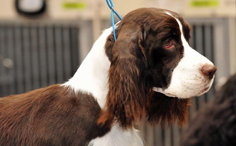 File:An English Springer Spaniel.jpg